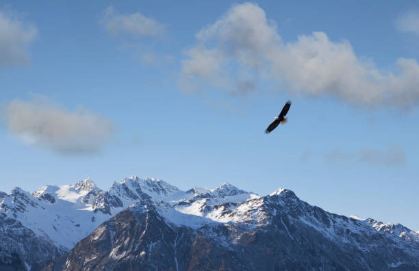 Águia voando sobre montanhas - foto de acervo