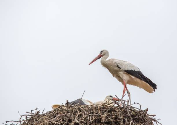 istock White storks sitting in its nest on a roof in Germany during summer time 918773012