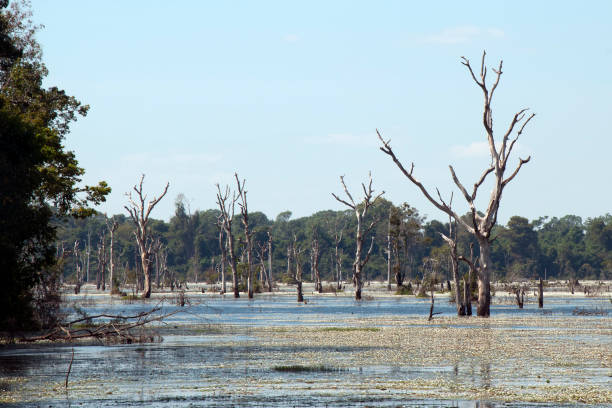 istock view of moat with dead trees  around Preah Neak Poan temple 918773576