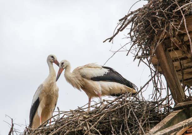 istock White storks sitting in its nest on a roof in Germany during summer time 918776748