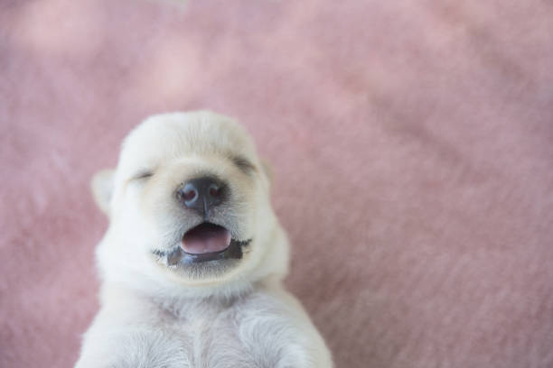 istock Adorable Small Puppy Relaxing on bed. 918779640