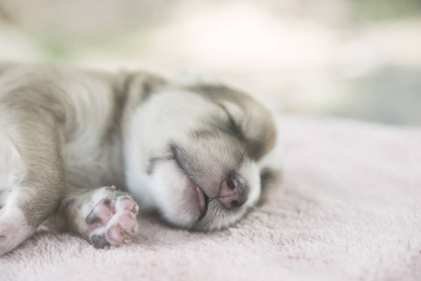 istock Adorable Small Puppy Relaxing on bed. 918779668