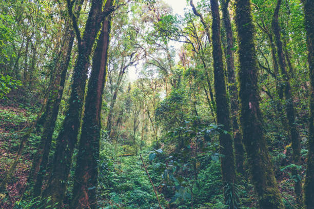 istock part of deep tropical forest scene 918782208