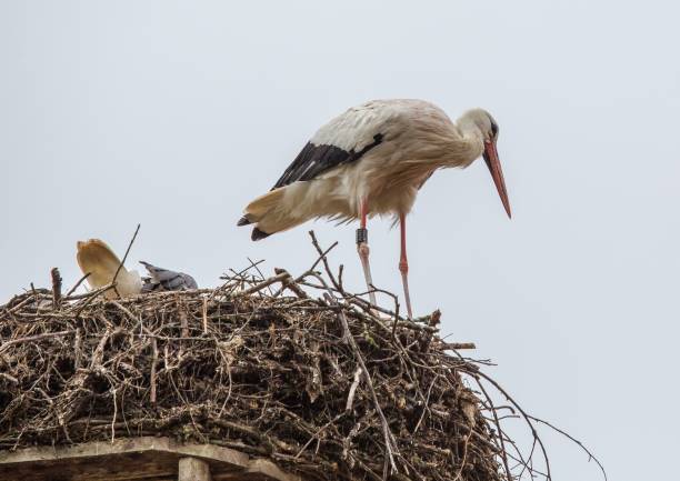 istock White storks sitting in its nest on a roof in Germany during summer time 918782214
