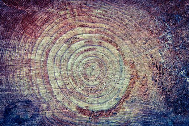 ringe von einem redwood-baum - tree ring stock-fotos und bilder