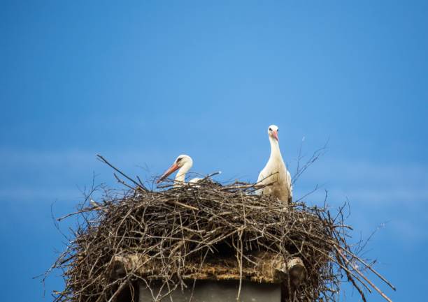 istock White storks sitting in its nest on a roof in Germany during summer time 918783048