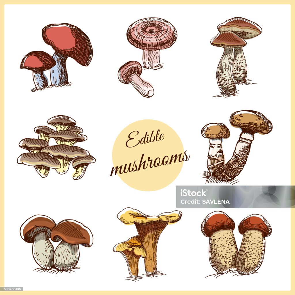 Edible Mushrooms Collection of edible hand drawn mushrooms isolated on white background. Vector illustration Porcini Mushroom stock vector