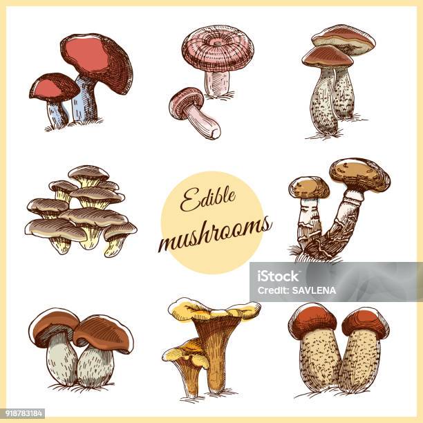 Edible Mushrooms Stock Illustration - Download Image Now - Porcini Mushroom, Illustration, Agaric