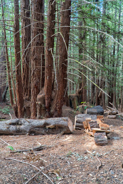 arbre couché dans la forêt - lumber industry timber tree redwood photos et images de collection