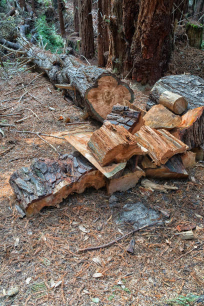 arbre couché dans la forêt - lumber industry timber tree redwood photos et images de collection