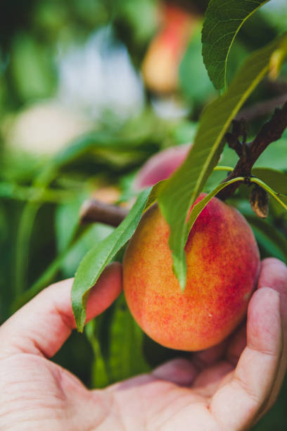 istock Hand rips ripe peach from branch 918786120