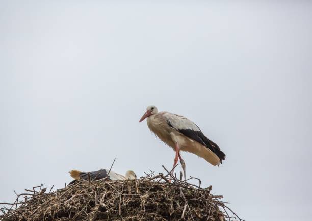 istock White storks sitting in its nest on a roof in Germany during summer time 918786710