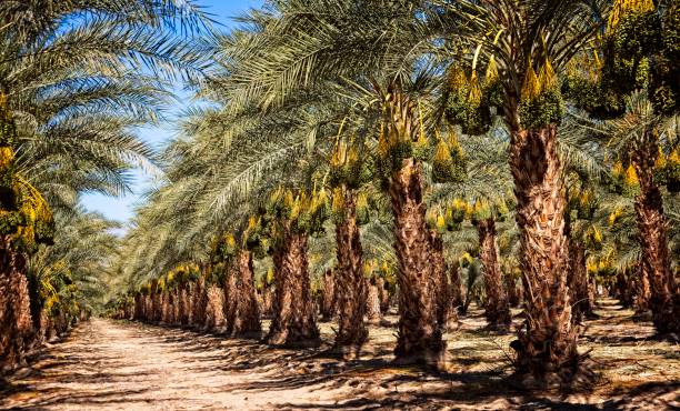 Date Palms in Mecca Orchard of Madjool Dates in Mecca date fruit stock pictures, royalty-free photos & images