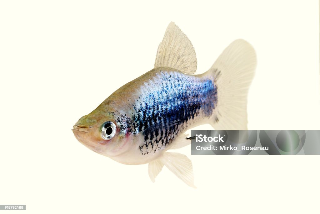 Platy Neon Blue Wagtail Xiphophorus Maculatus pretty Platy aquarium fish Animal Stock Photo