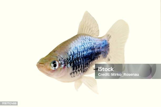Platy Neon Blue Wagtail Xiphophorus Maculatus Pretty Platy Aquarium Fish Stock Photo - Download Image Now