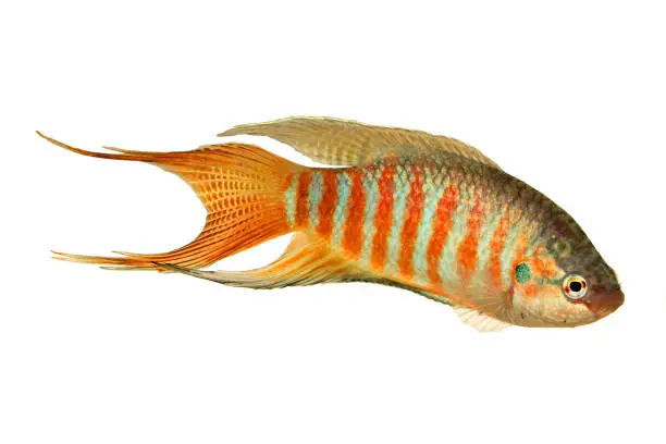 Photo of Paradise fish gourami Macropodus opercularis tropical Aquarium fish