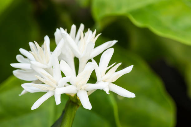 istock White fresh coffee flower on tree in tropical field 918792928