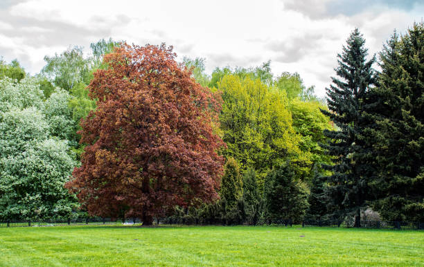 istock Spring Landscape in a park with a red oak tree 918796544