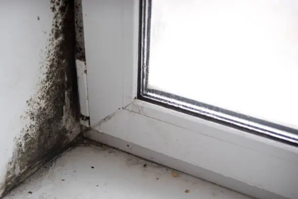 Photo of mold in the corner of the window