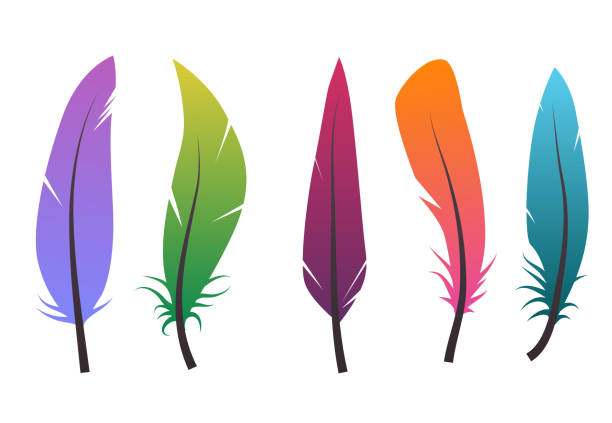 zestaw kolorowych różnych piór. - feather purple bird isolated stock illustrations