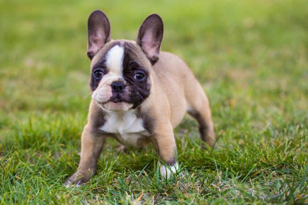 French Bulldog puppy Cute French Bulldog puppy on lawn. french bulldog puppies stock pictures, royalty-free photos & images