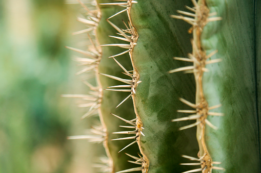 Big cactus outdoor in desert. green cactus with thorns. Plant cactus with spines. Nature, floral background