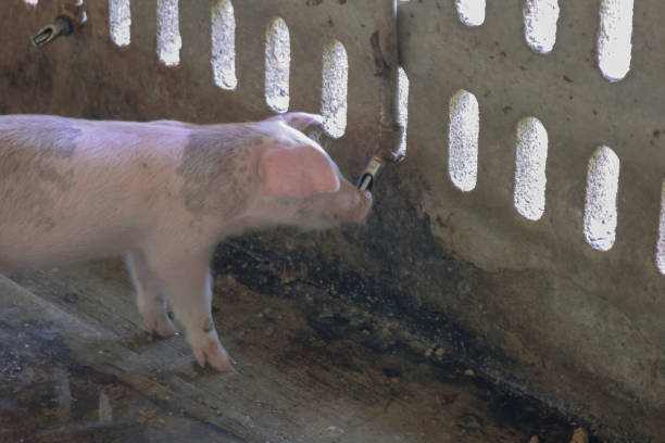 istock piglet in the cage at the pig farm 918807182