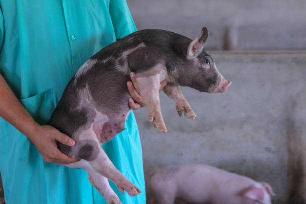 trzymanie prosiąt w hodowli trzody chlewnej - farmer pig domestic pig farm zdjęcia i obrazy z banku zdjęć