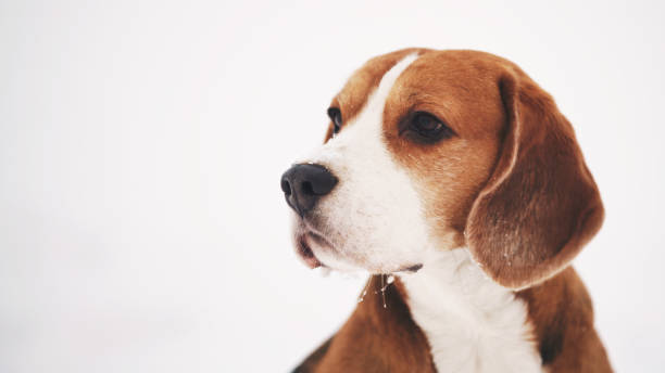 istock beagle dog outdoor winter portrait with copyspace 918810564