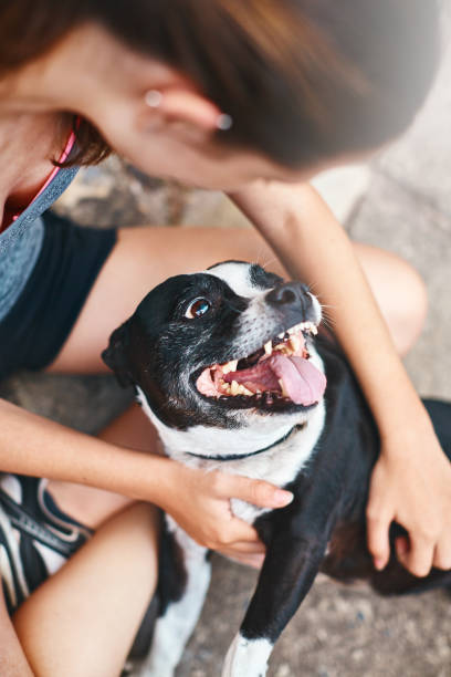 istock Happy Staffordshire Bull Terrier with affectionate owner 918813672