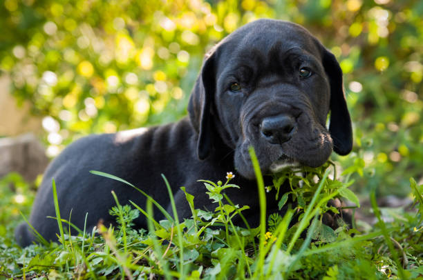 istock Black Great Dane dog puppy portrait 918814572