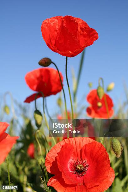 Mohnblumen 2 Stockfoto und mehr Bilder von Mohn - Pflanze - Mohn - Pflanze, Blau, Blume