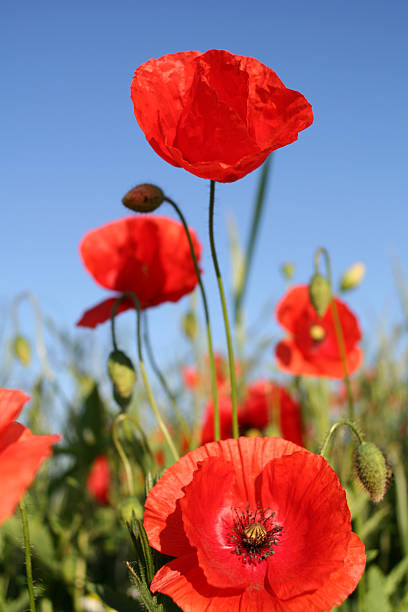 Mohnblumen 2 stock photo