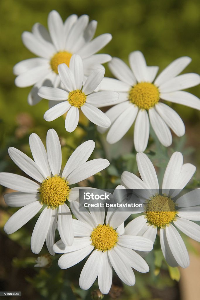 Bianco e giallo fiori - Foto stock royalty-free di Animale