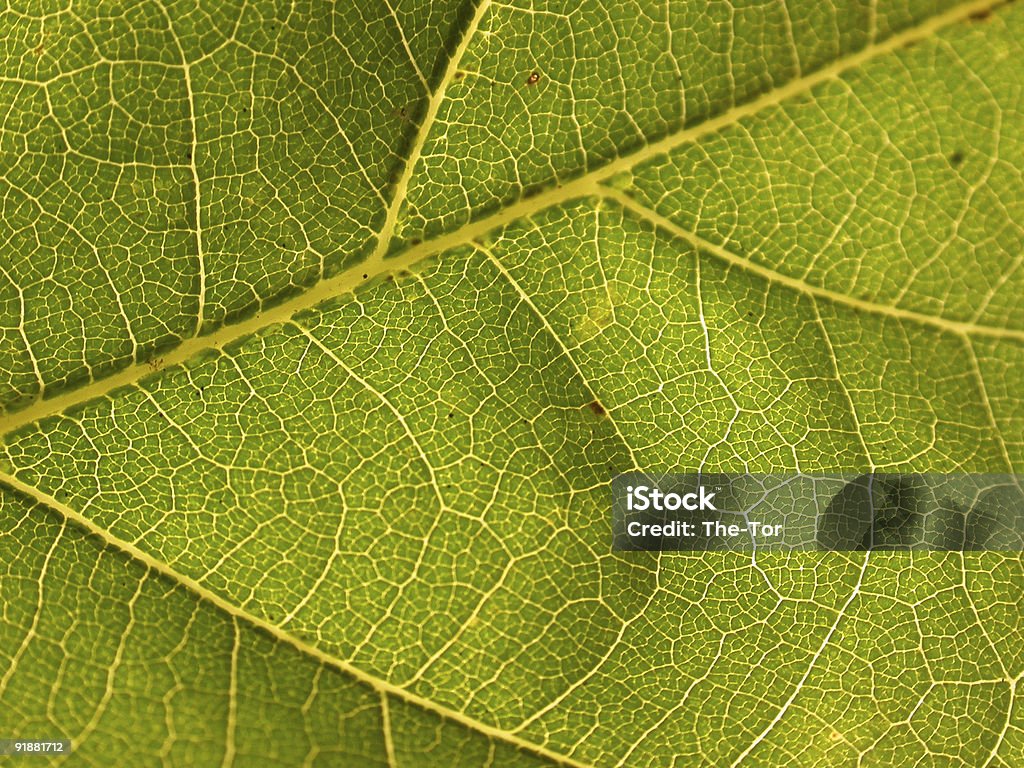 Oak Leaf  Autumn Stock Photo