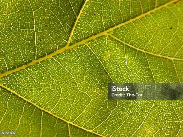 Oak Leaf Stock Photo - Download Image Now - Autumn, Botany, Branch - Plant Part