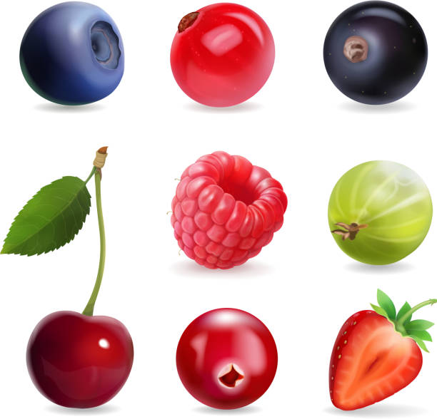 달콤한 딸기, 벡터 일러스트 레이 션 현실적인 세트 - gooseberry bush fruit food stock illustrations