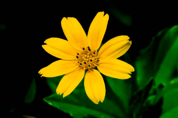 istock Yellow flower with green leaf on back background. 918818224