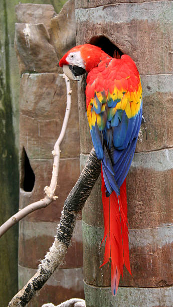 Scarlet Macaw stock photo