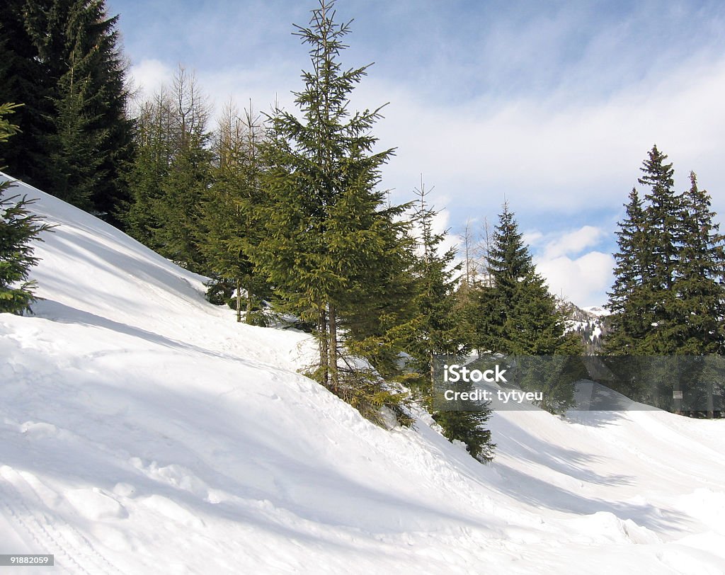 Fir and pine trees Fir and pine trees on Carpathian path in winter - Romania, Eastern Europe Alpine Fir Stock Photo
