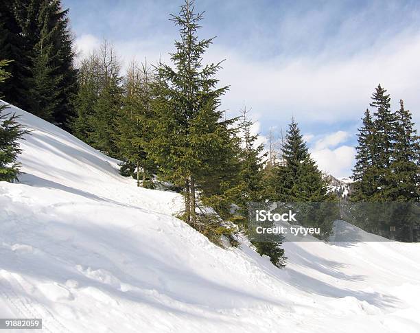 Fir And Pine Trees Stock Photo - Download Image Now - Alpine Fir, Austrian Pine, Carpathian Mountain Range