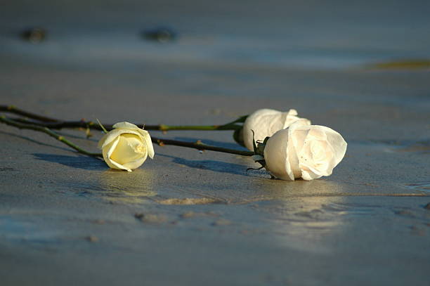 rosas na areia - boken heart imagens e fotografias de stock