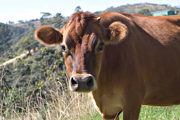 istock Brown Cow on a Sunny Day 91882100