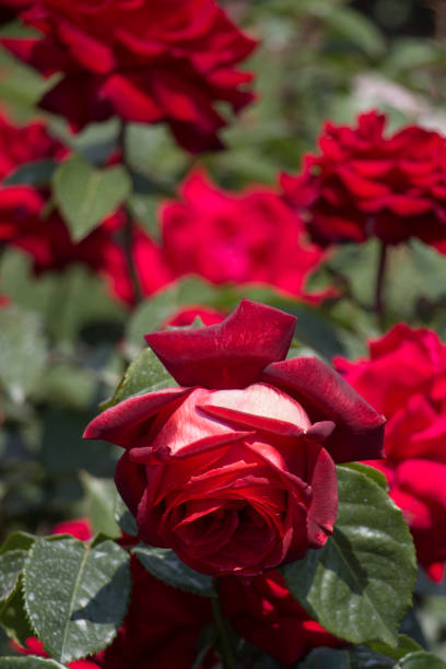 istock Beautiful colorful Rose Flower 918821354