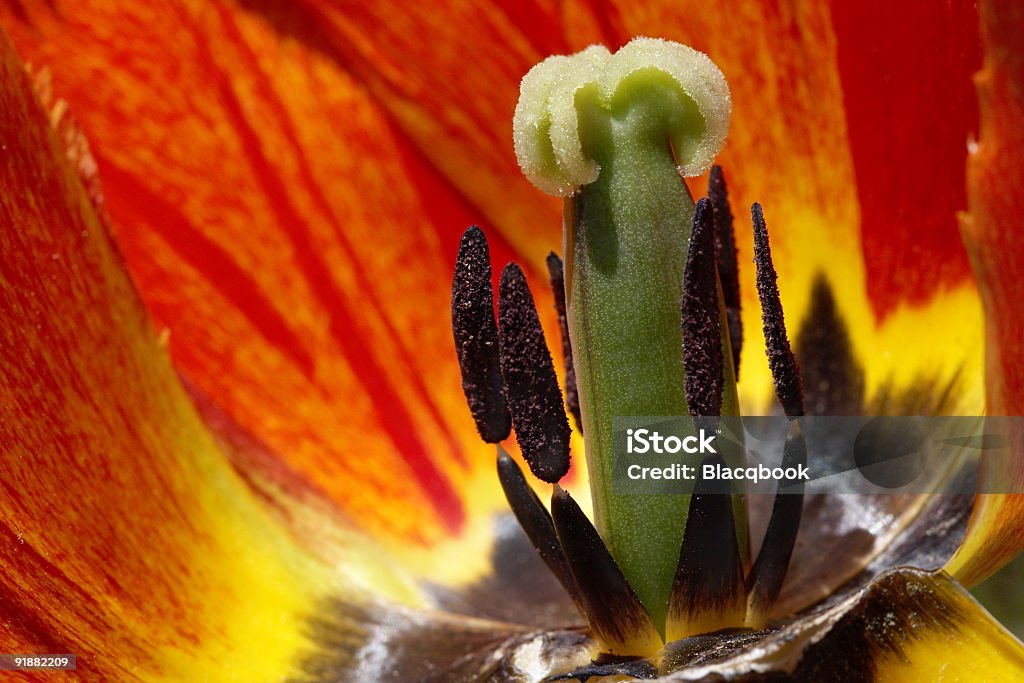 Tulipes colorées, a. k .a. prêt objectif. - Photo de Beauté de la nature libre de droits