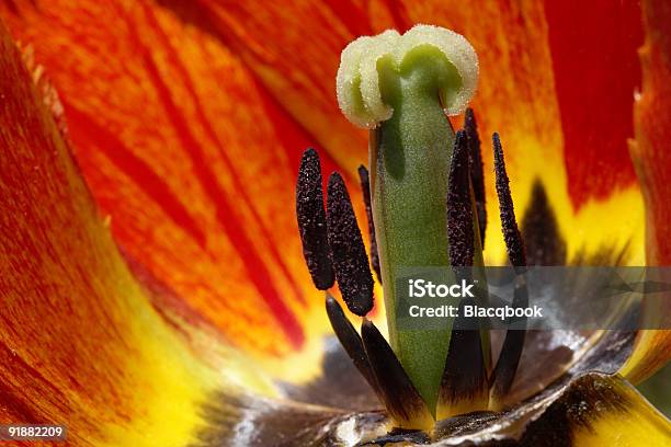 Photo libre de droit de Tulipes Colorées A K A Prêt Objectif banque d'images et plus d'images libres de droit de Beauté de la nature - Beauté de la nature, Couleur verte, Couleur vive