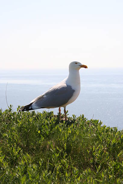 mouette - Photo