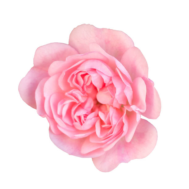 istock Revealed bud bush rose isolated on white background 918823380