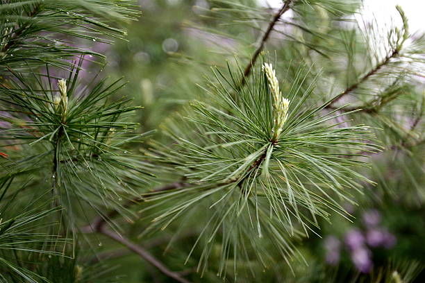 Elegant Pine Needles stock photo