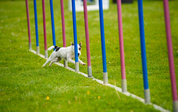 istock Parson Russell terrier behind hurdle 918824348